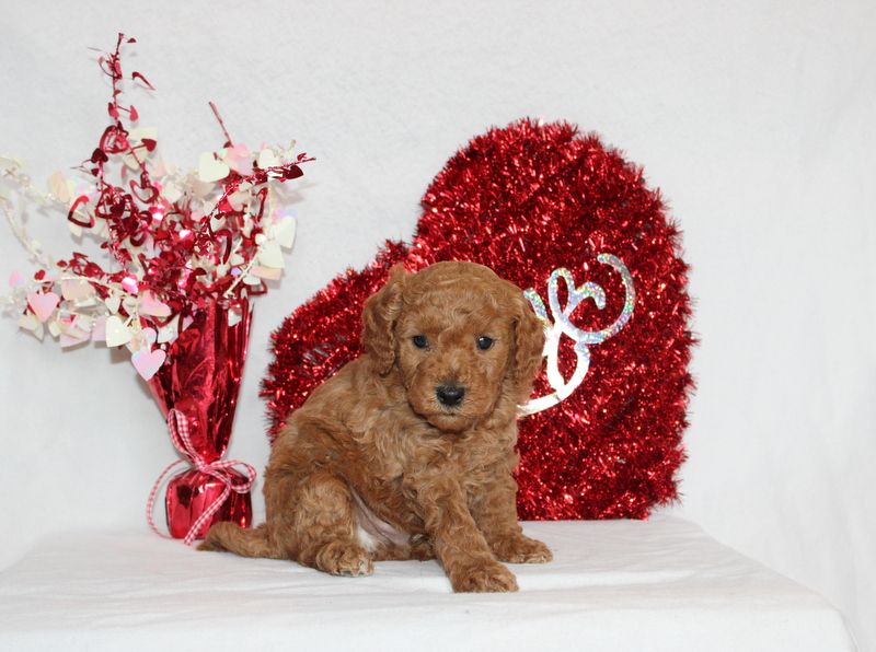 puppy, for, sale, Mini Berndoodle F2B, Matthew B. Stoltzfus, dog, breeder, Gap, PA, dog-breeder, puppy-for-sale, forsale, nearby, find, puppyfind, locator, puppylocator, aca